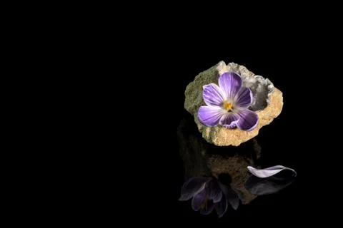 Crocus flower in quartz geode Stock Photos