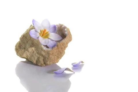 Crocus flower in quartz geode Stock Photos