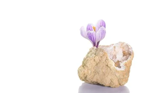 Crocus flower in quartz geode 스톡 사진