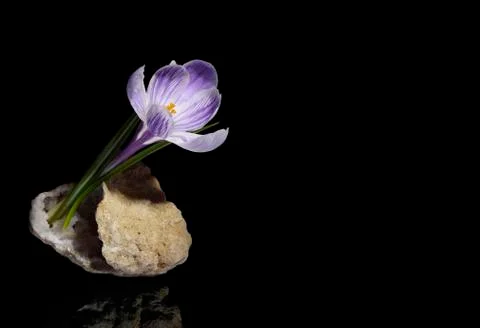 Crocus flower in quartz geode Stock-Fotos