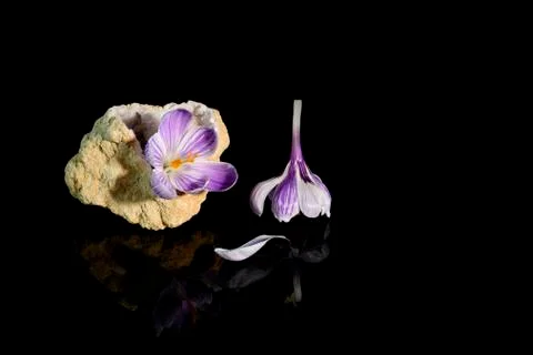 Crocus flower in quartz geode Stock Photos