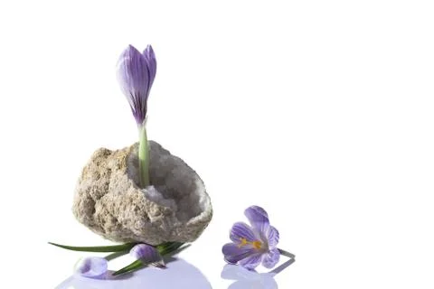 Crocus flower in quartz geode Stock Photos