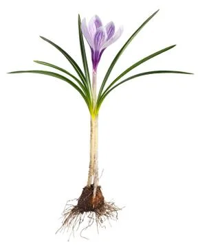 Crocus flower with root system photographed macro, isolated on white backgr.. Foto stock