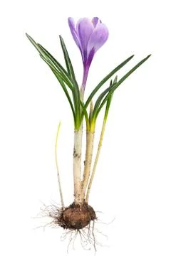 Crocus flower with root system photographed macro, isolated on white backgr.. Stock Photos