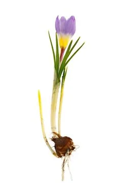 Crocus flower with root system photographed macro, isolated on white backgrou Stock Photos