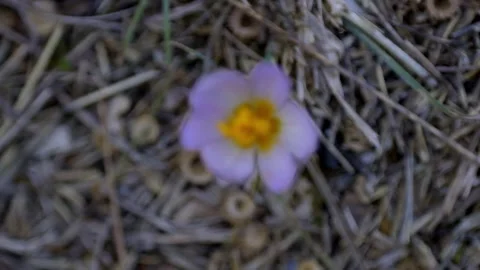 Crocus flower shifting focus HD macro Stock Footage 221026568