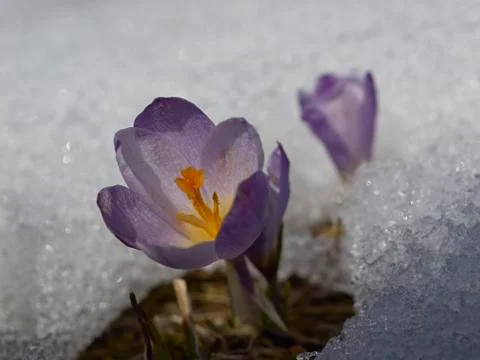Crocus flower in snow Stock Photos