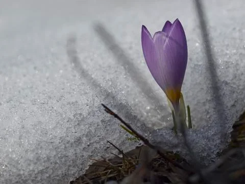 Crocus flower in snow Stock Photos