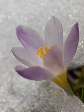 Crocus flower in snow Stock Photos