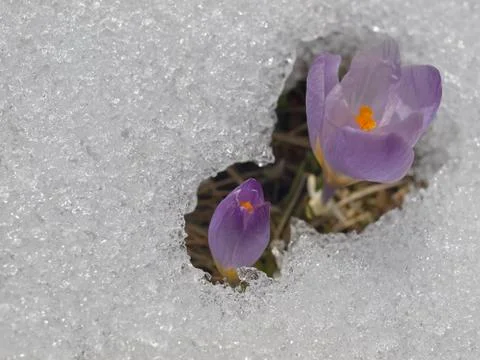 Crocus flower in snow Foto stock