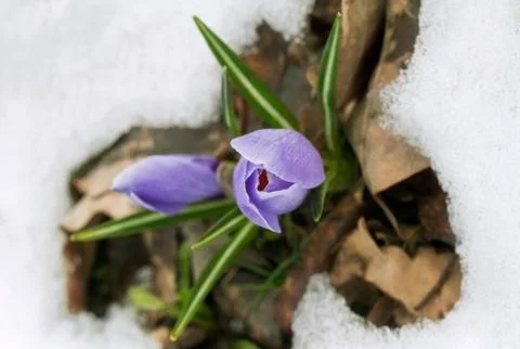 Crocus flower in the snow Stock Photos