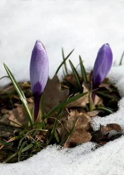 Crocus flower in the snow Stock Photos