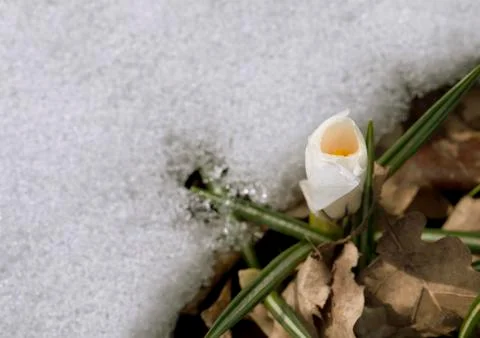 Crocus flower in the snow Stock Photos