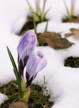 Crocus flower in the snow Foto stock