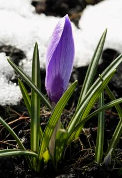 Crocus flower in the snow Stock Photos