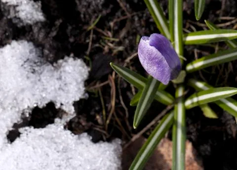 Crocus flower in the snow Foto stock
