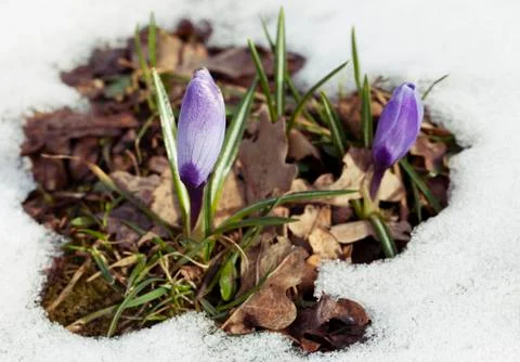 Crocus flower in the snow Foto stock