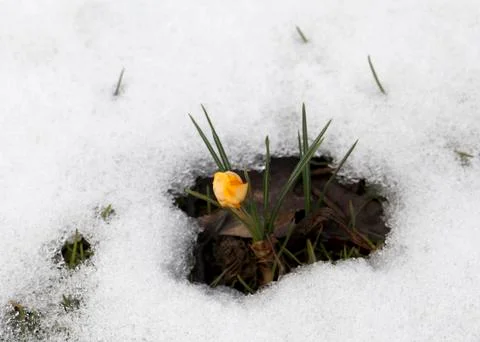 Crocus flower in the snow Stock Photos