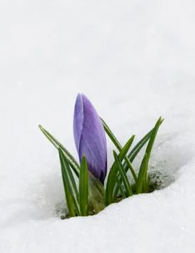Crocus flower in the snow Stock Photos