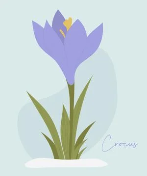 Crocus flower. Spring first forest blooming purple saffron with leaves in s.. Stock Illustration