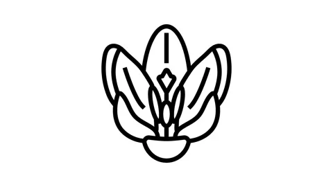 Crocus flower spring line icon animation Stock Footage 326135352