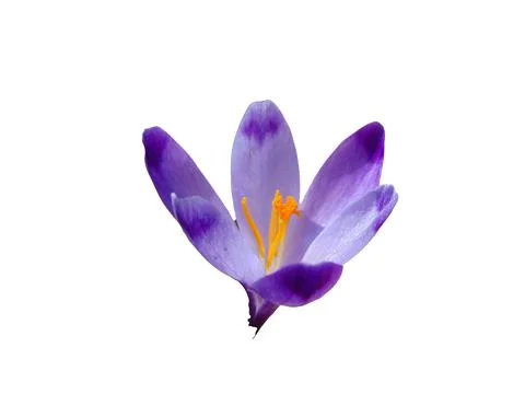 Crocus flower in spring - Maramures Fotos Stock