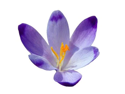 Crocus flower in spring - Maramures Fotos Stock