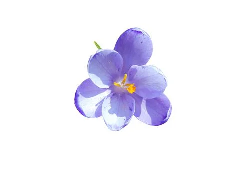 Crocus flower in spring - Maramures Stock Photos
