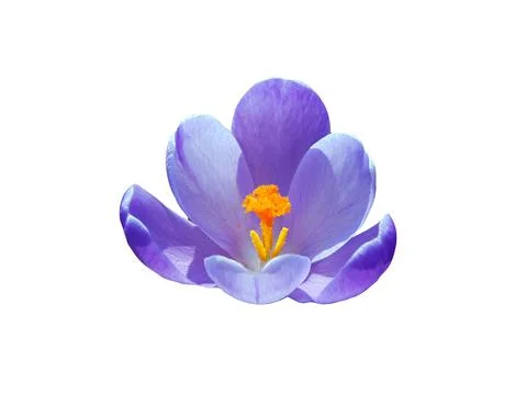 Crocus flower in spring - Maramures Фото