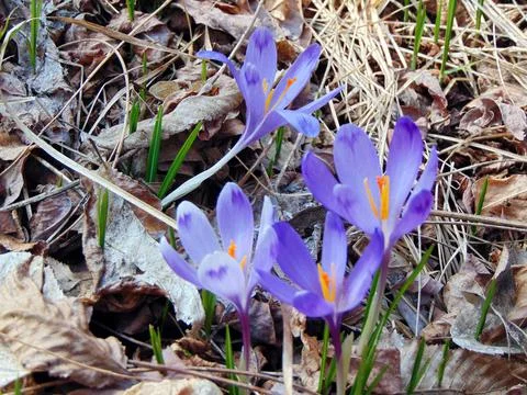 Crocus flower in spring - Maramures Foto stock