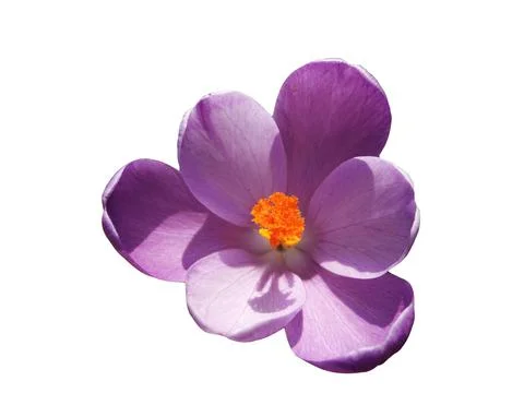Crocus flower in the spring Stock Photos