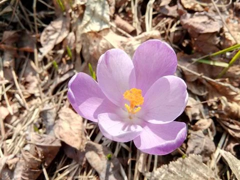 Crocus flower in the spring Stock Photos