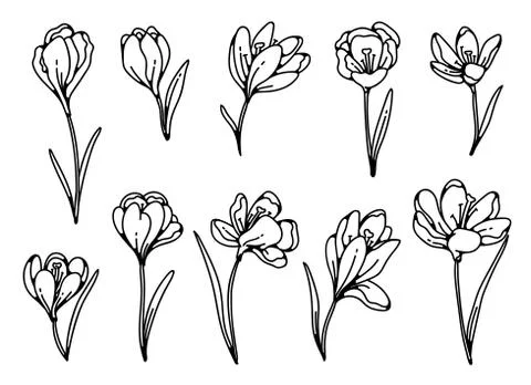 Crocus flower spring primroses set outline black white sketch illustration. Stock Illustration