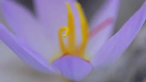 Crocus flower stamens macro focus HD Stock Footage 221026716