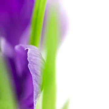Crocus flower / super macro background with copy space /  selective focus Foto stock