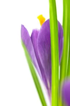 Crocus flower / super macro background with  copy space Stock Photos