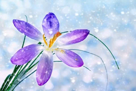 Crocus flower under falling snow Stock Photos