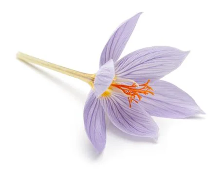 Crocus flower on white background Stock Photos