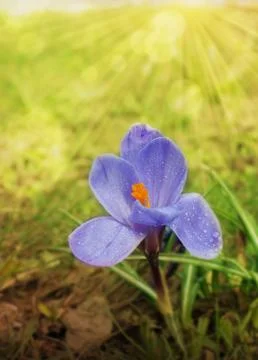 Crocus flower whith sun ray Stock Photos