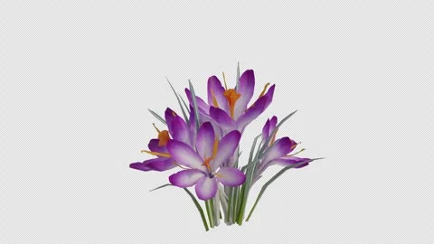 Crocus Flowering Plant blowing in the wind. Alpha Channel. Loop Animation Stock Footage 284027832