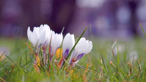 Crocus, flowering plants, bunch of crocuses, meadow full of crocuses, close-up Stock Footage 88150972