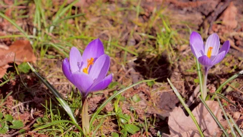 Crocus, flowering plants, meadow full of crocuses, close-up 動画素材 88186756
