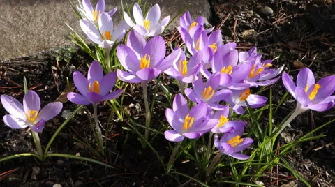 Crocus flowers 50 fps Видео 47746489