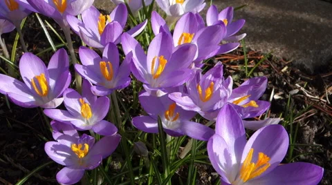 Crocus flowers 50 fps Stock-Footage 47776461