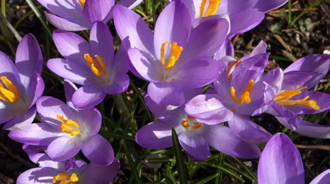 Crocus flowers 50 fps Stock-Footage 47776680