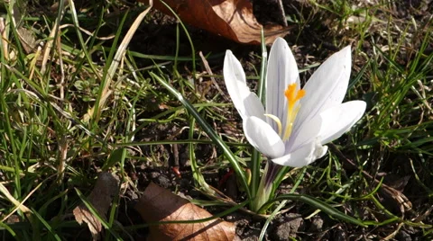 Crocus flowers 50 fps Stock Footage 51395550