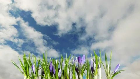 Crocus flowers against the sky. Time lapse Stock Footage 106192432