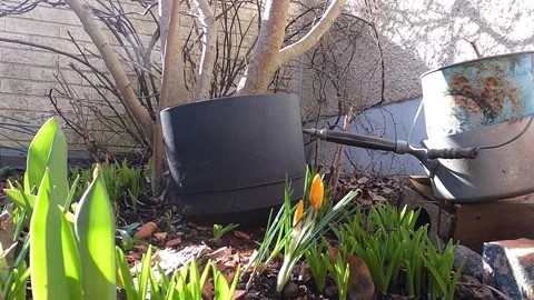 The crocus flowers are blooming in the spring garden. The sunshine on the Vidéo 271035507
