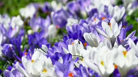 Crocus flowers with bee visiting spring garden bed outdoors 動画素材 331593141