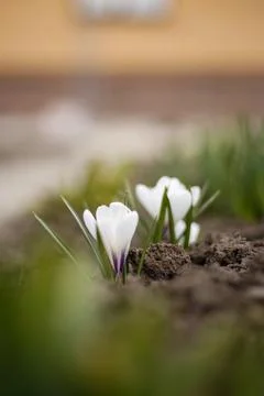 Crocus flowers bloom in early spring near a garden bed in a residential are.. Foto stock